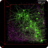 Neuron clusters